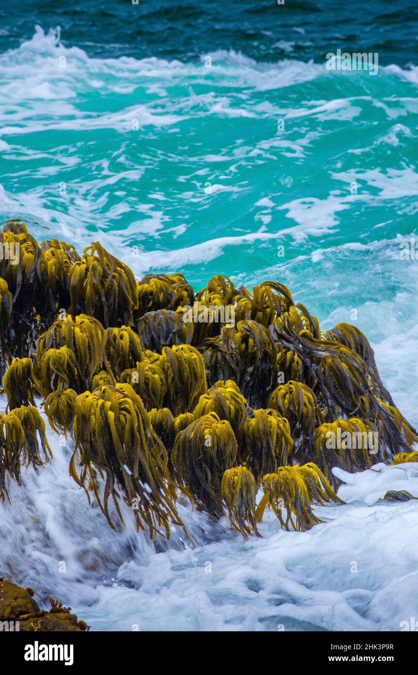 Varech dans la région de Tidal de Bean Hollow Beach, Californie, États-Unis Banque D'Images