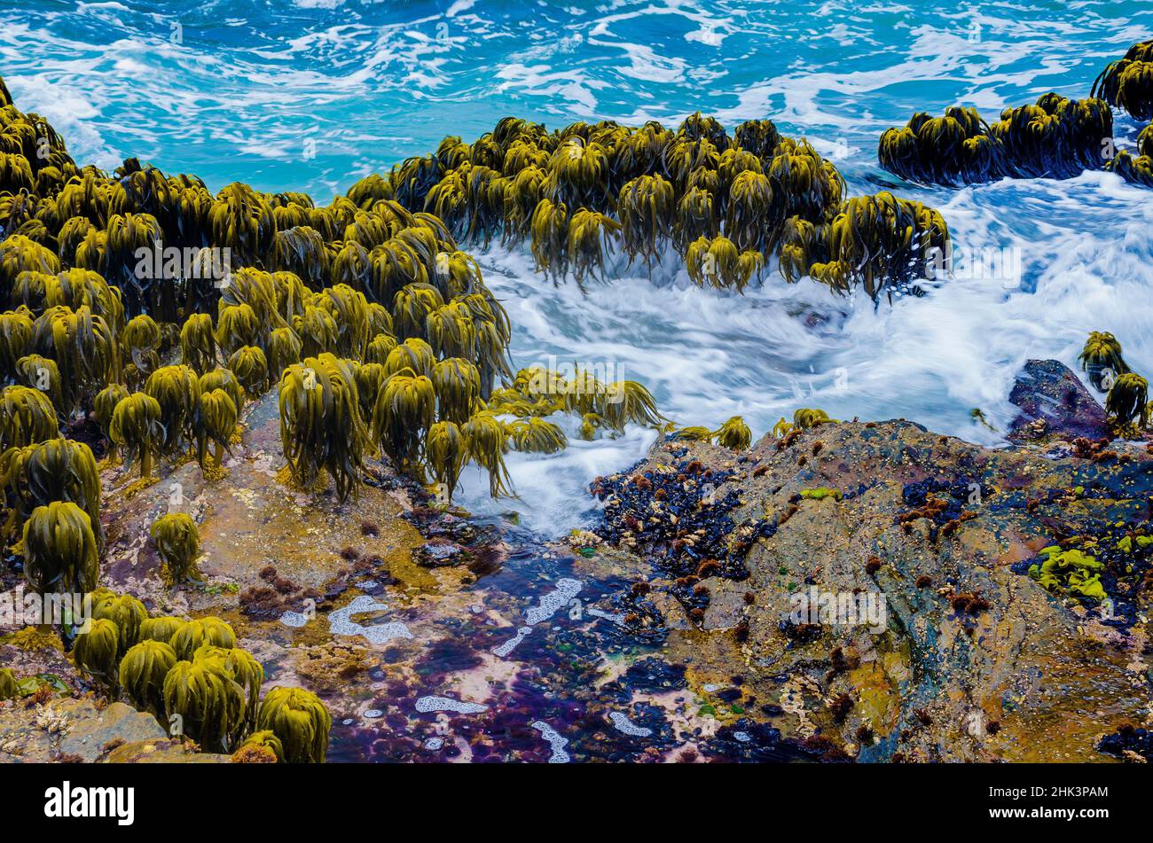 Varech dans la région de Tidal de Bean Hollow Beach, Californie, États-Unis Banque D'Images