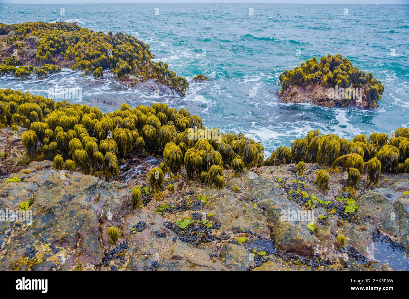 Varech dans la région de Tidal de Bean Hollow Beach, Californie, États-Unis Banque D'Images