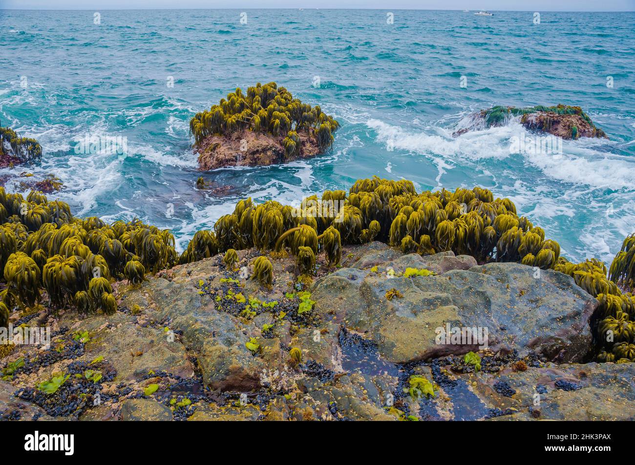 Varech dans la région de Tidal de Bean Hollow Beach, Californie, États-Unis Banque D'Images