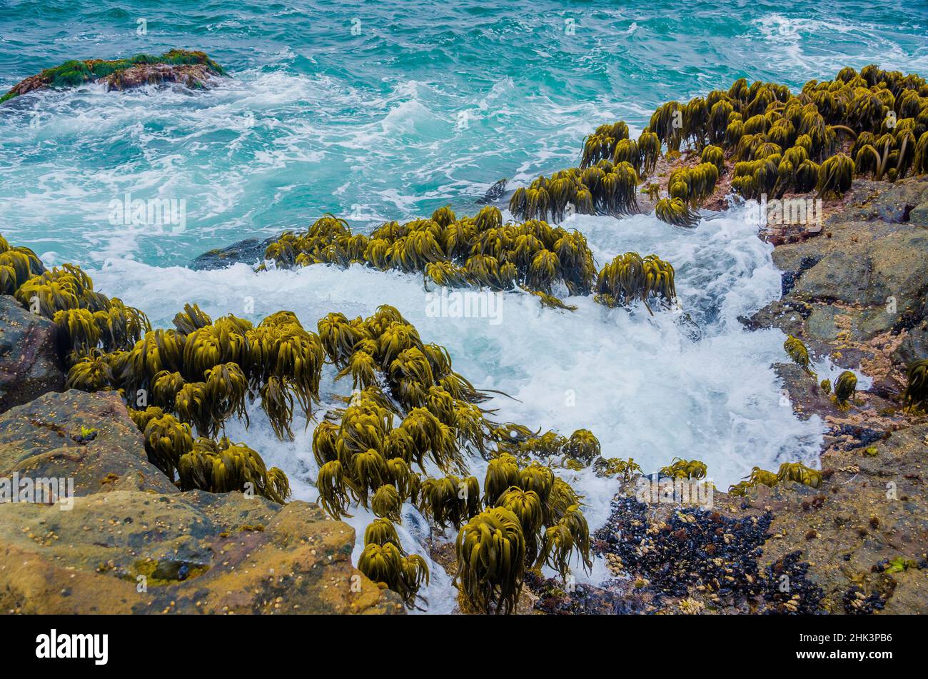 Varech dans la région de Tidal de Bean Hollow Beach, Californie, États-Unis Banque D'Images