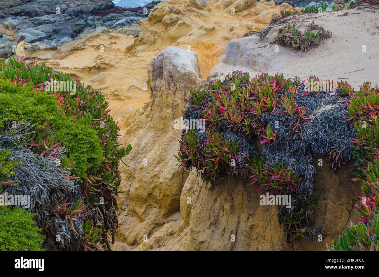 Formations rocheuses à Bean Hollow Beach, Californie, États-Unis Banque D'Images