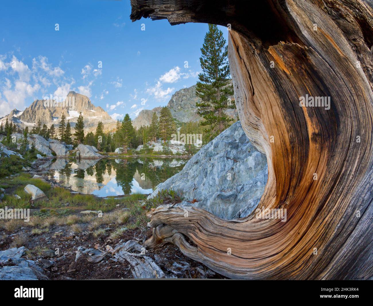 États-Unis, Californie, Inyo National Forest. Vieux pin et tarn à côté du lac Garnet. Crédit : Don Paulson / Galerie Jaynes / DanitaDelimont.com Banque D'Images