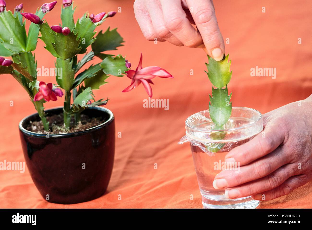 Cactus de Noël (Schlumbergera sp), facile à couper dans l'eau Photo — free download