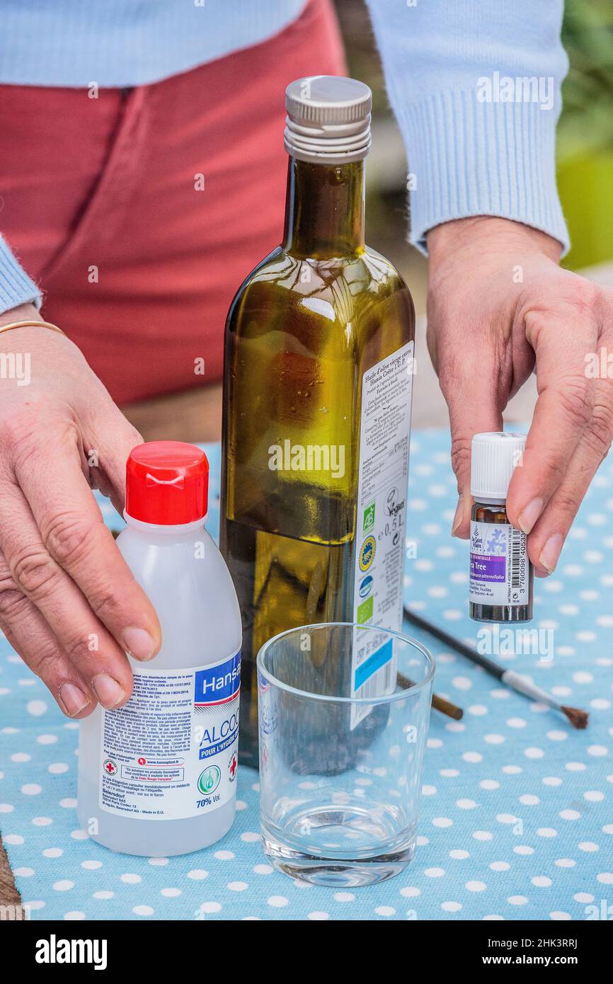 Production d'une lotion anti-cochenille pour les plantes d'intérieur avec  de l'alcool, de l'huile de table et de l'huile essentielle Photo Stock -  Alamy