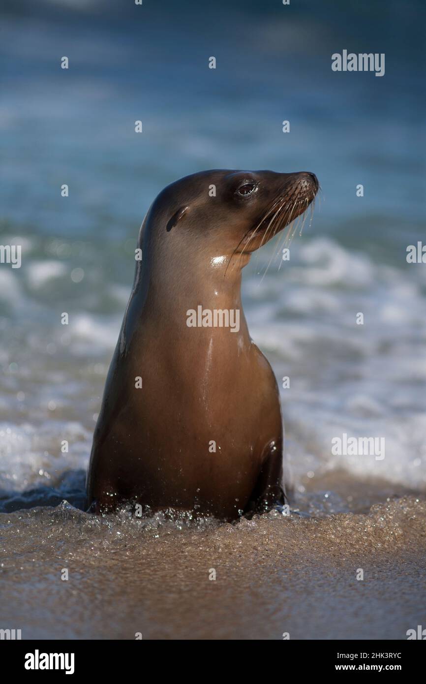 États-Unis, Californie, la Jolla. Jeune lion de mer dans l'eau de plage. Credit AS: Christopher Talbot Frank / Galerie Jaynes / DanitaDelimont.com Banque D'Images