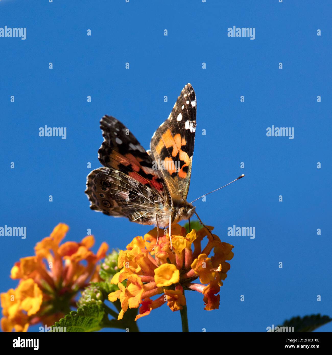 États-Unis, Californie. Femme peinte papillon sur des fleurs de lantana. Credit AS: Christopher Talbot Frank / Galerie Jaynes / DanitaDelimont.com Banque D'Images