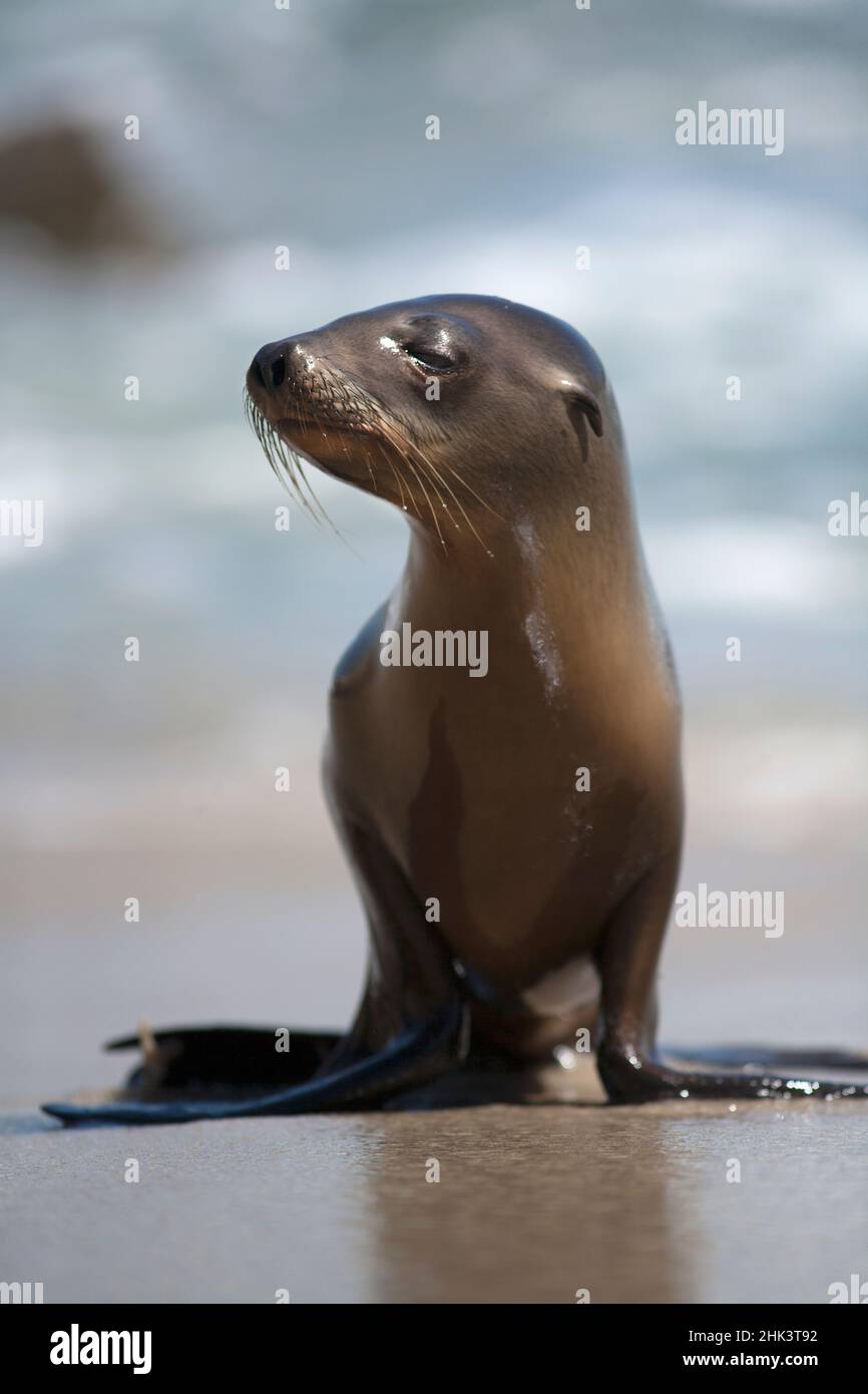 États-unis, Californie, La Jolla. Bébé lion de mer sur la plage. En tant que crédit : Christopher Talbot Frank / Jaynes Gallery / DanitaDelimont.com Banque D'Images