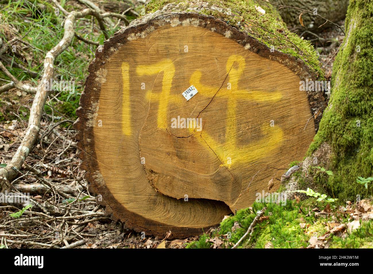 Chêne commun (Quercus robur) marqué d'une ancre pour la construction navale, forêt de Cranou, Hanvec, Finistère, France Banque D'Images