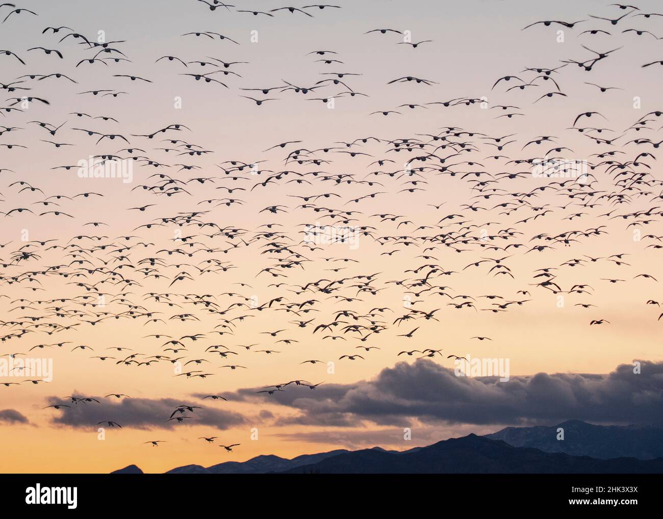 Oies des neiges entrant avant le crépuscule avec les grues Sandhill, secteur de gestion de la faune de Bernardo, Nouveau-Mexique Banque D'Images