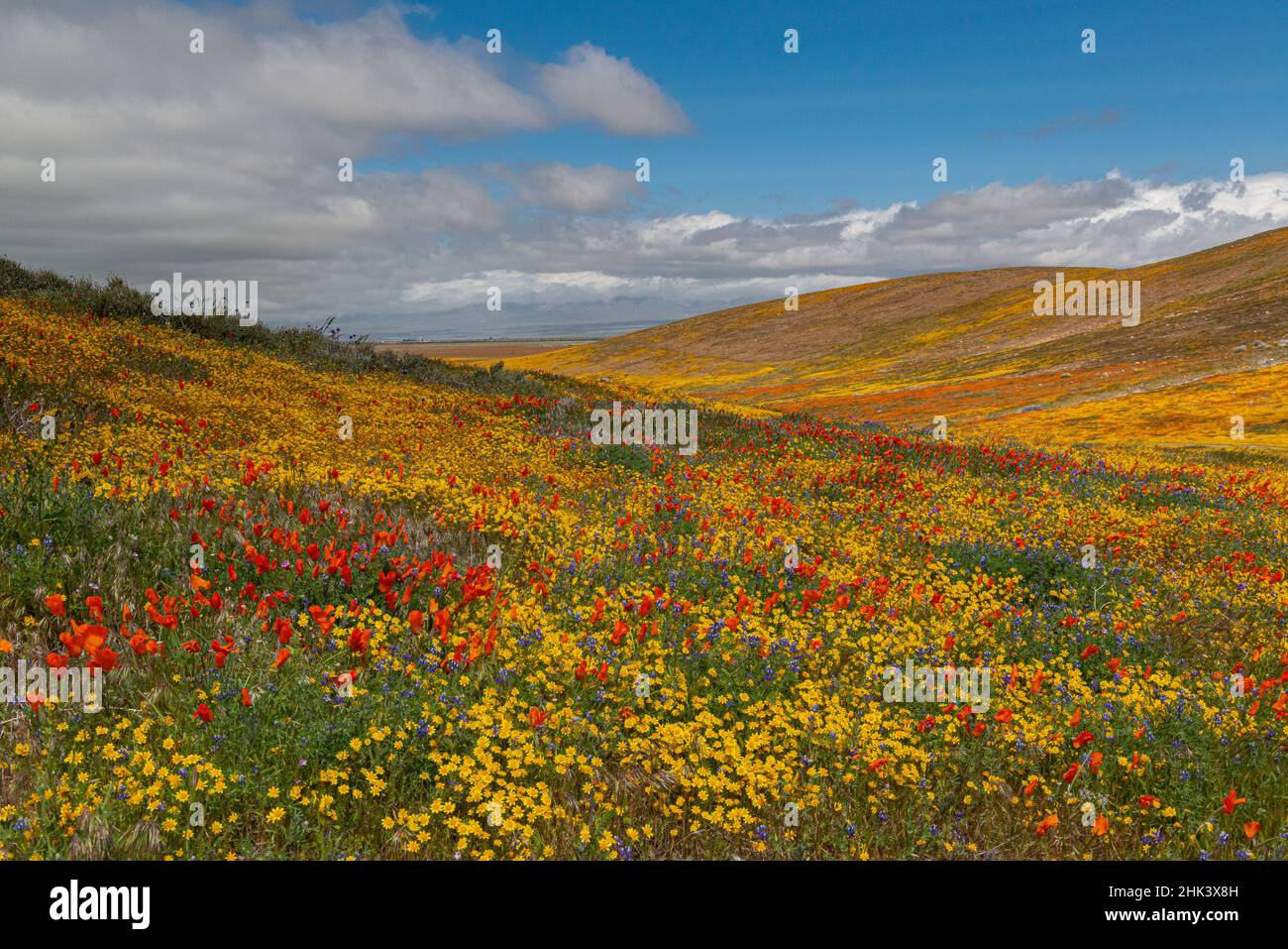 Superfloraison de coquelicots, de champs aurifères et de lupin près de Lancaster, en Californie Banque D'Images