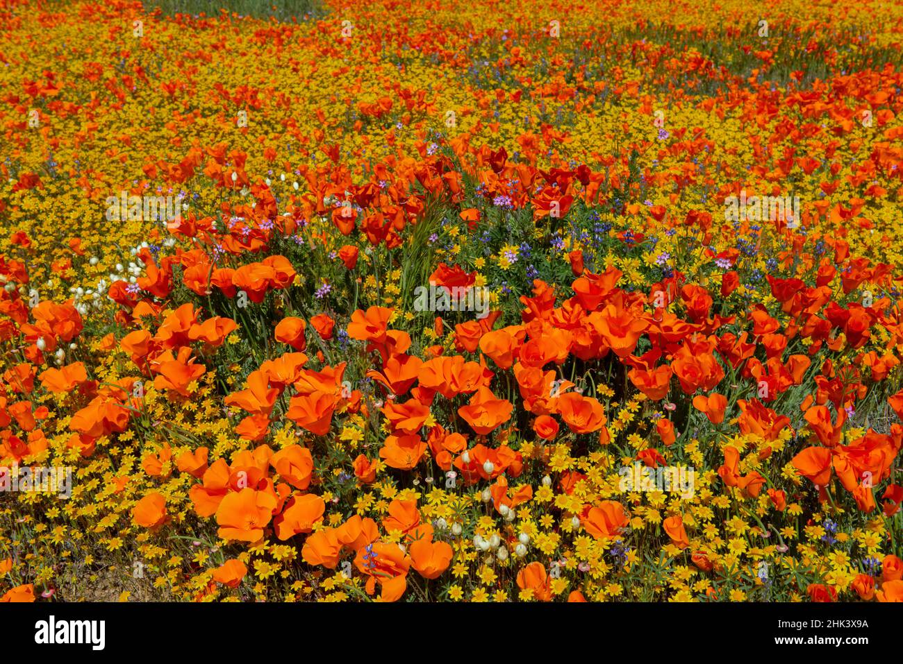 États-Unis, Californie. Superbloom coteau de coquelicots et de champs d'or près de State Poppy Reserve, Lancaster, Californie Banque D'Images
