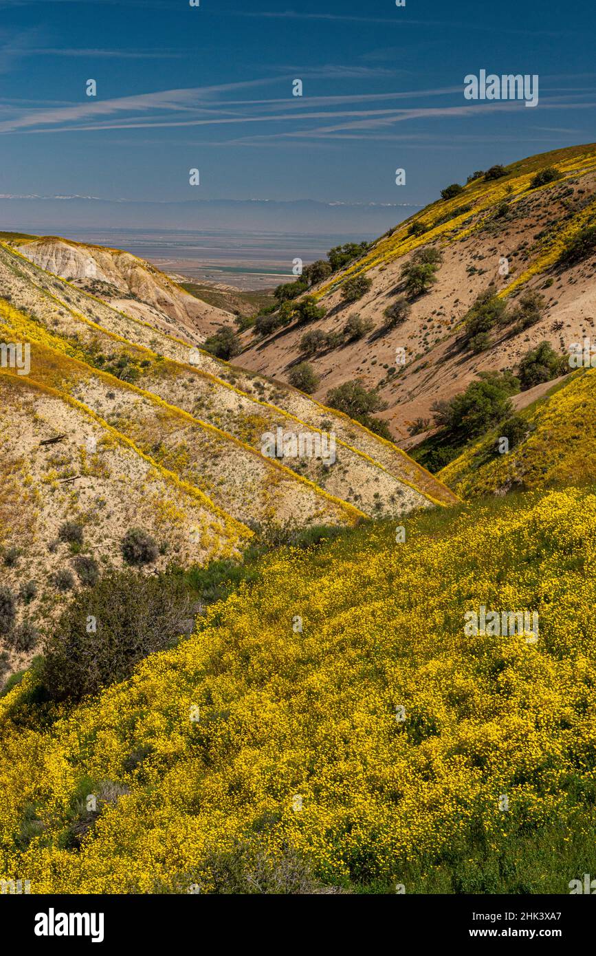 Colline Marguerite et ciel bleu au Carrizo Plain National Monument, Californie Banque D'Images