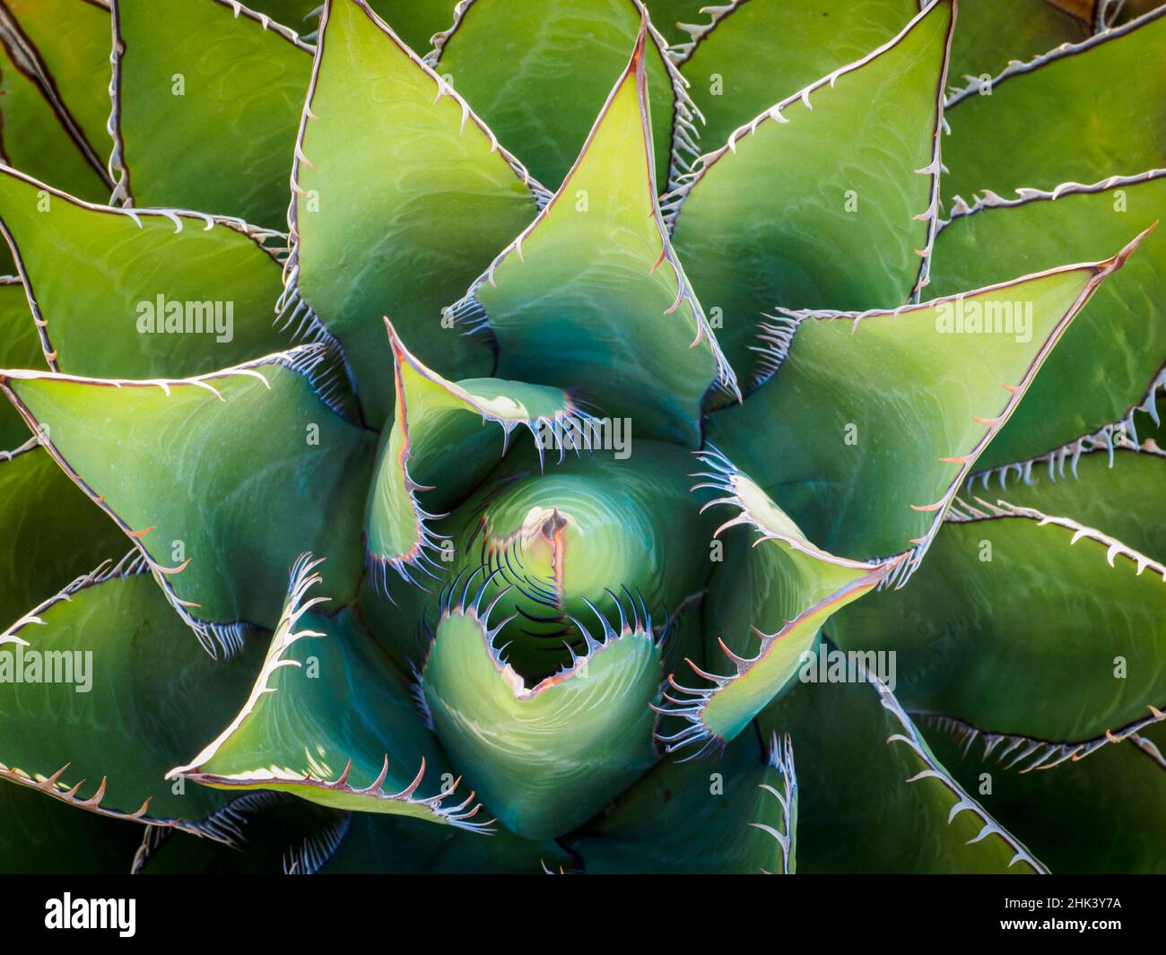 États-Unis, Californie, Joshua Tree. Agave cactus, vue d'en haut. Banque D'Images