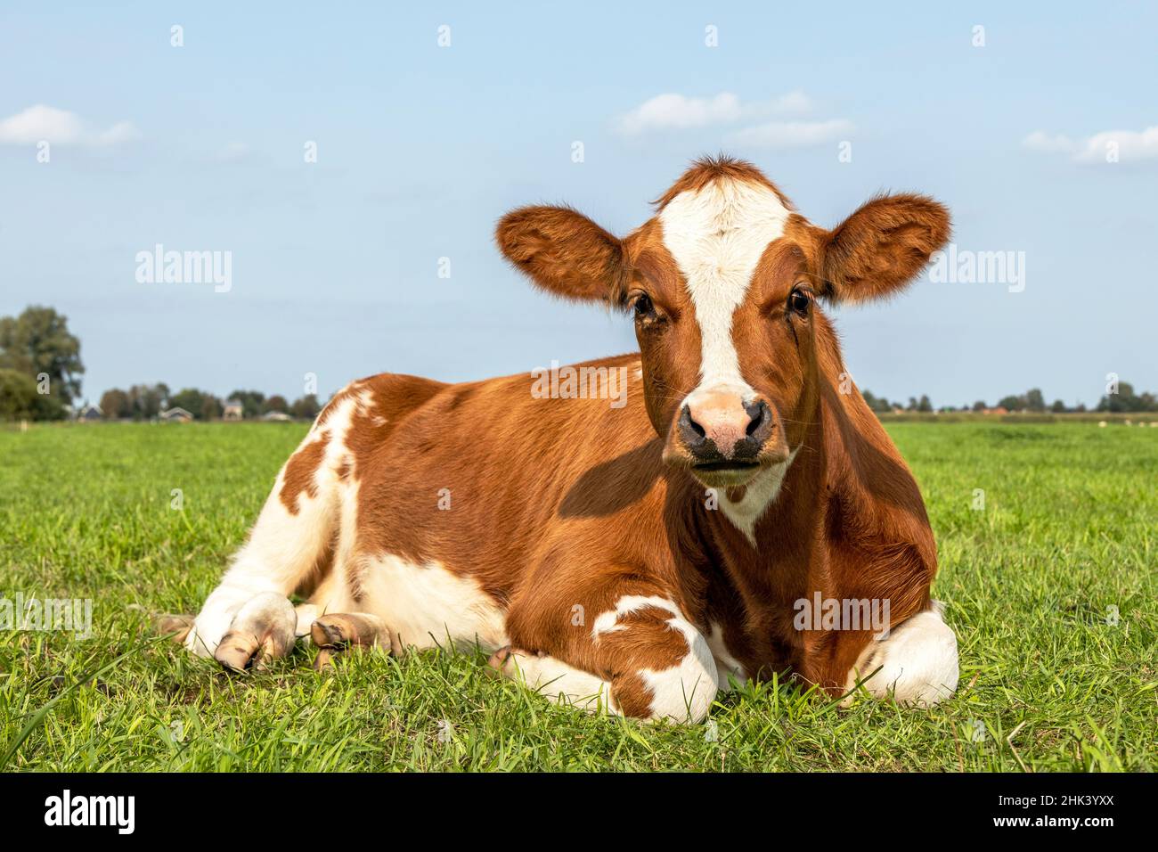 Vache allongée rouge et blanc dans un champ paresseux, regardant mignon dans un pré vert et un ciel bleu Banque D'Images