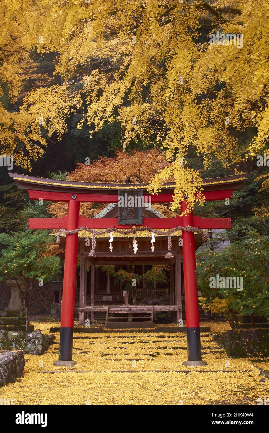 Sanctuaire japonais entouré de feuilles d'automne de Ginko Banque D'Images