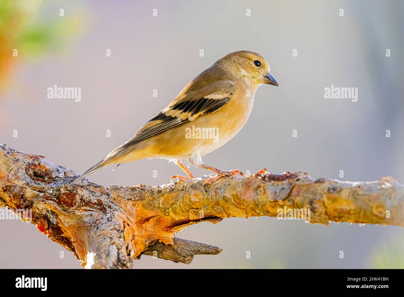 États-Unis, Colorado, fort Collins. Or américain dans le plumage d'hiver. Banque D'Images