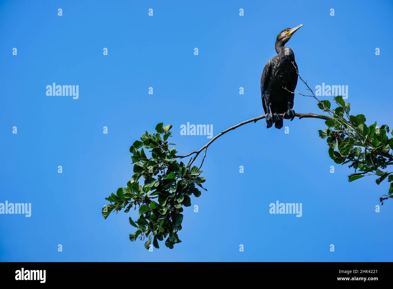 Cormorant reposant sur une branche d'arbre contre un ciel bleu vif Banque D'Images