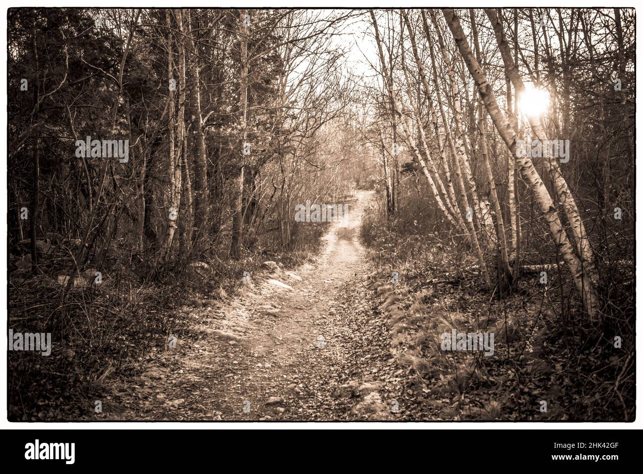 États-Unis, Massachusetts, Cape Ann, Gloucester. Dogtown Commons, forêt autour des ruines de la plus ancienne colonie sur le Cap Ann. Banque D'Images