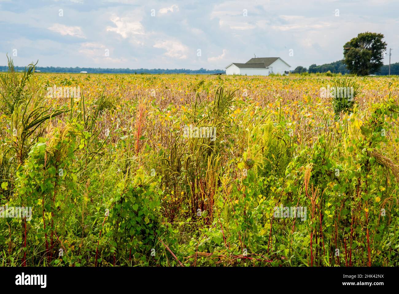 Etats-Unis, Mississippi. Bassin du Mississippi, champ entre Evansville et Savage. Banque D'Images