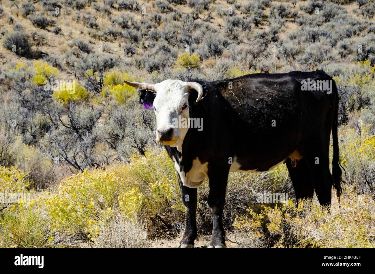 États-Unis, Nevada, Black Rock Desert, vache à lait de pâturage Banque D'Images