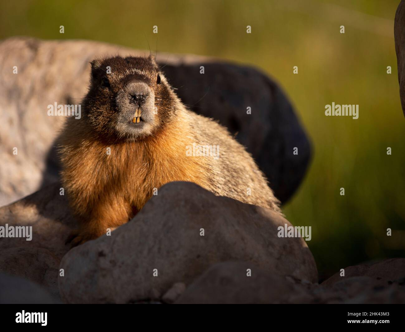 Marmot, montagne, parc national de Great Basin, Nevada Banque D'Images