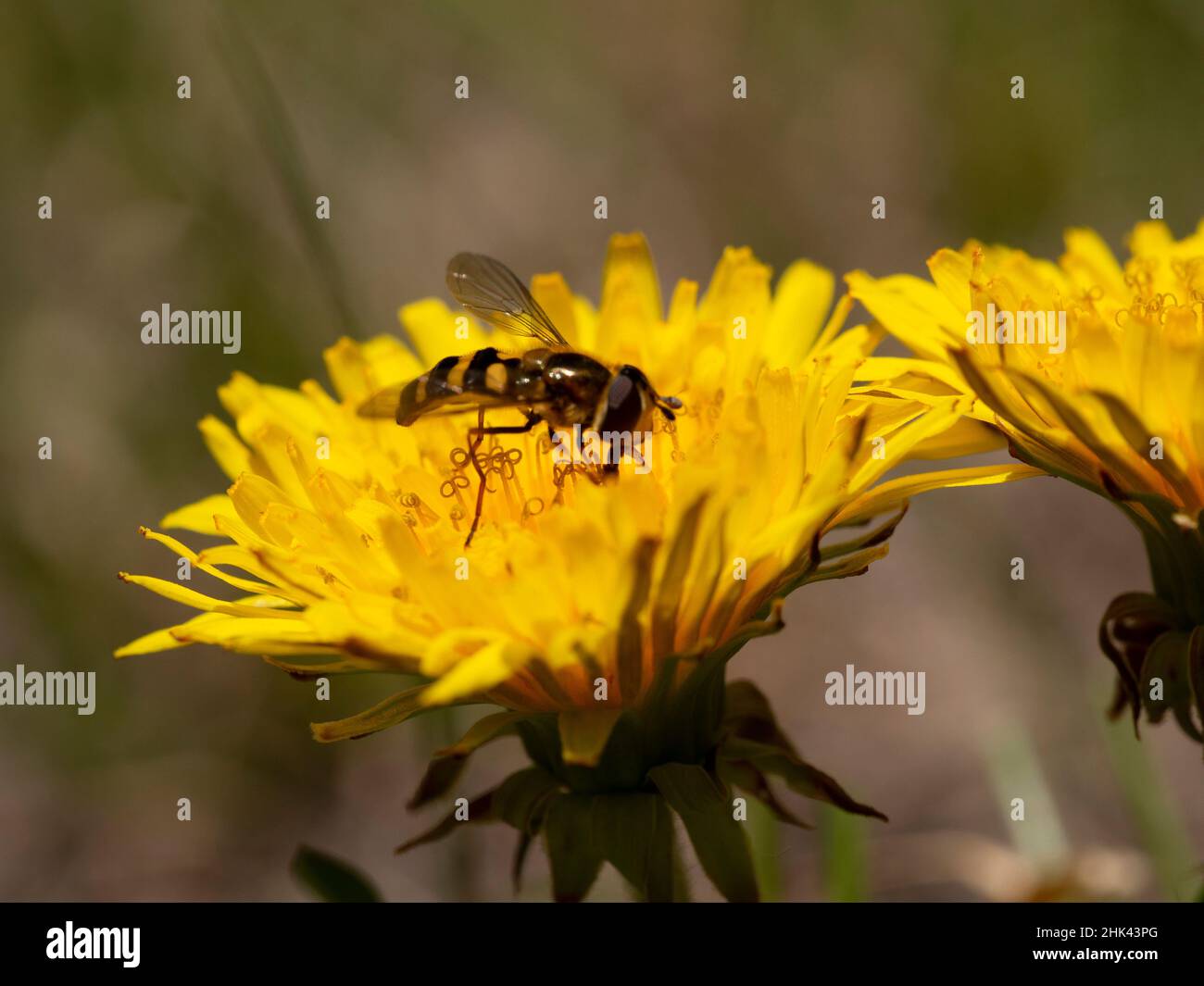 Pissenlit à 100,000 pieds avec mouche de fleur (mouche syrphide), pollinisateur, parc national de Great Basin, Nevada Banque D'Images