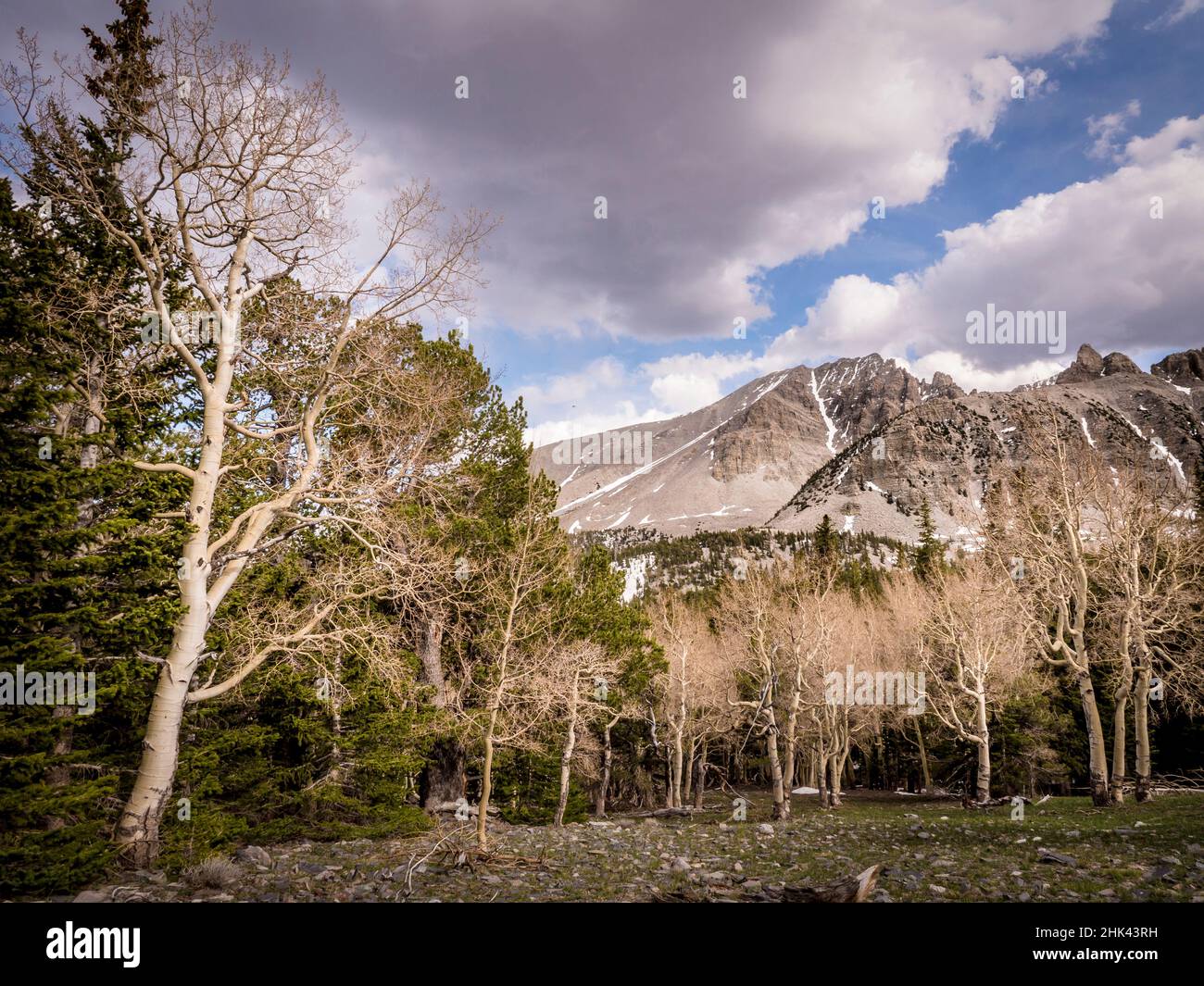 Spring Aspen grove, montagnes, Wheeler Peak, parc national de Great Basin à 10,000 mètres, après la fin de Wheeler Peak Scenic Drive, Nevada Banque D'Images