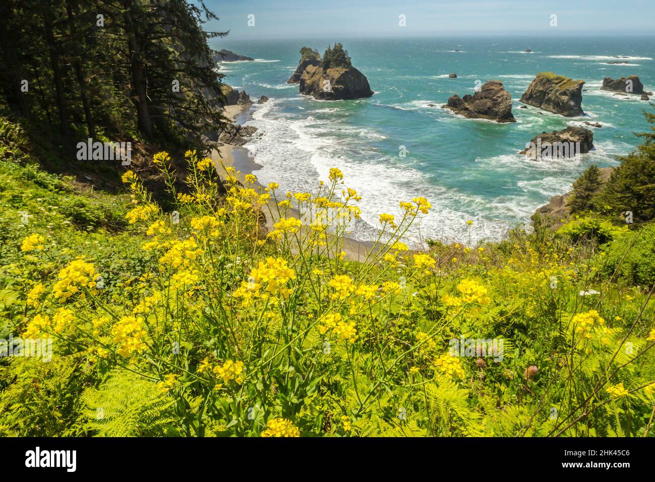 États-Unis, Oregon, Arch Rock. Fleurs de rivage et paysage marin. Crédit : Cathy & Gordon Illg / Jaynes Gallery / DanitaDelimont.com Banque D'Images