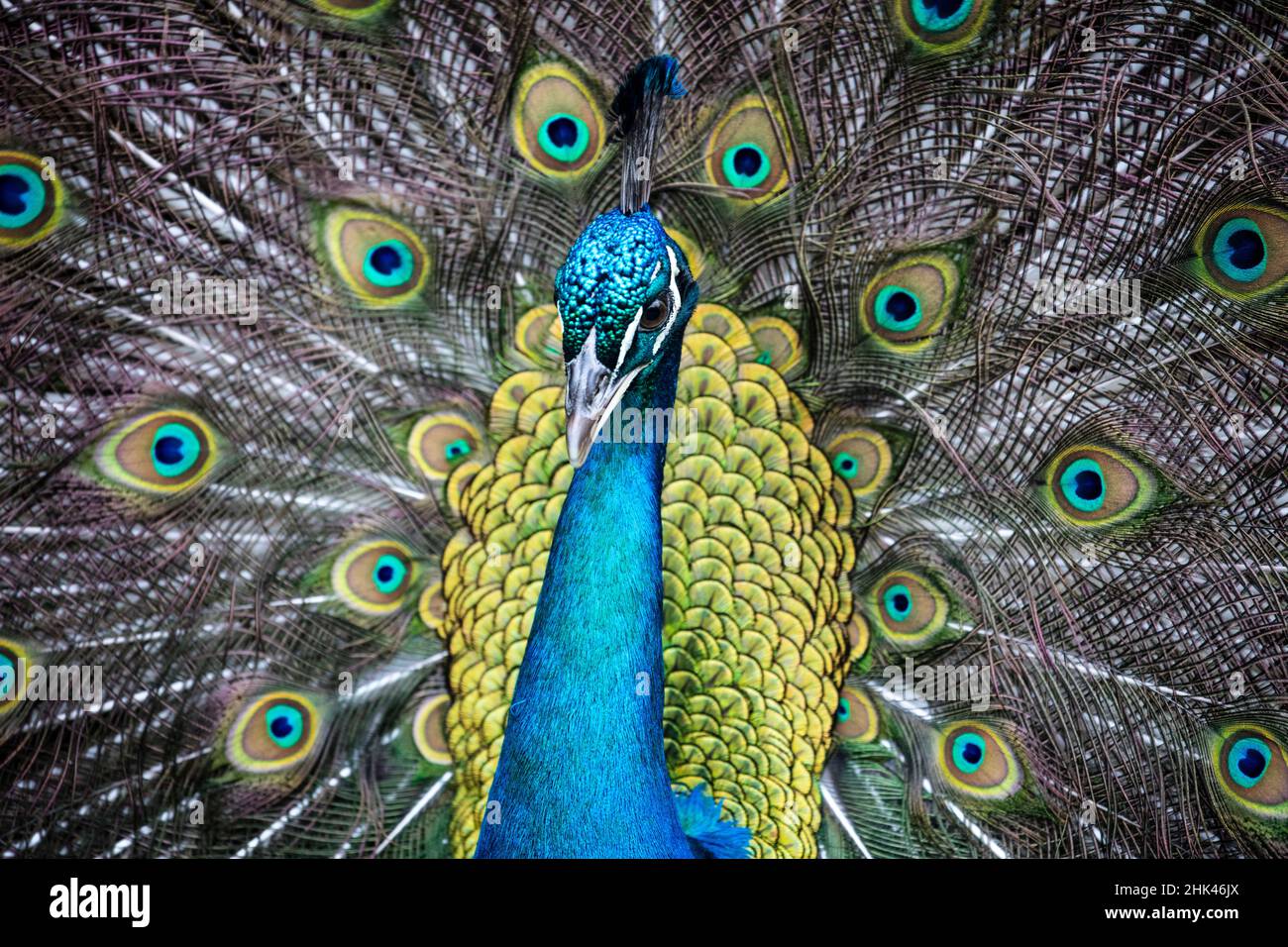 États-Unis, Caroline du Sud, Charleston, The Inn at Middleton place, Peacock Banque D'Images