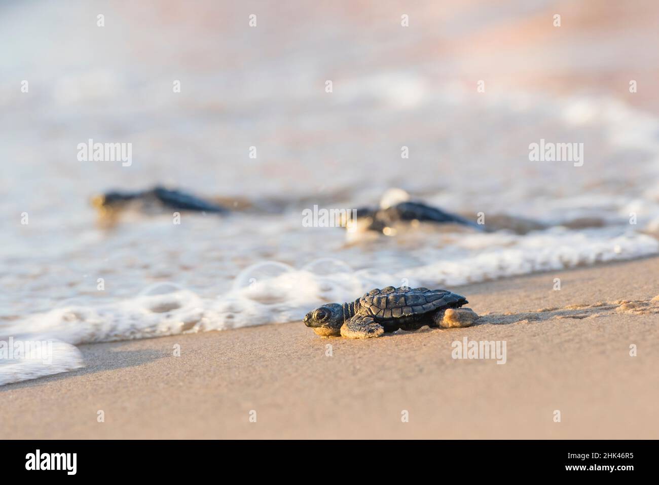 carapace de tortue de mer Kemps Ridley