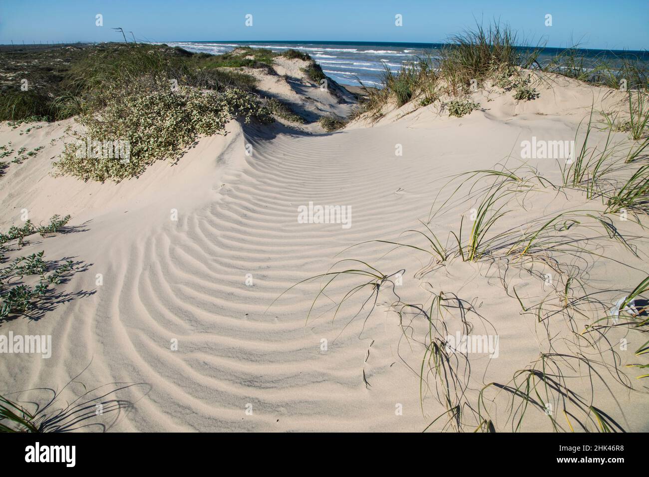 Dunes sur l'île de South Padre. Banque D'Images