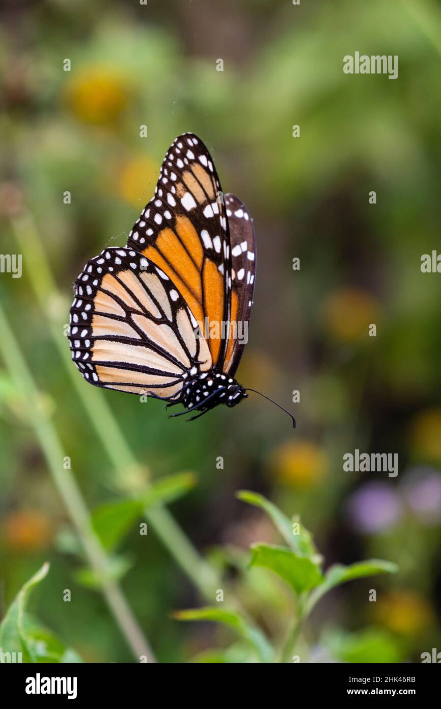 Monarch suspendu dans la toile d'araignée. Banque D'Images