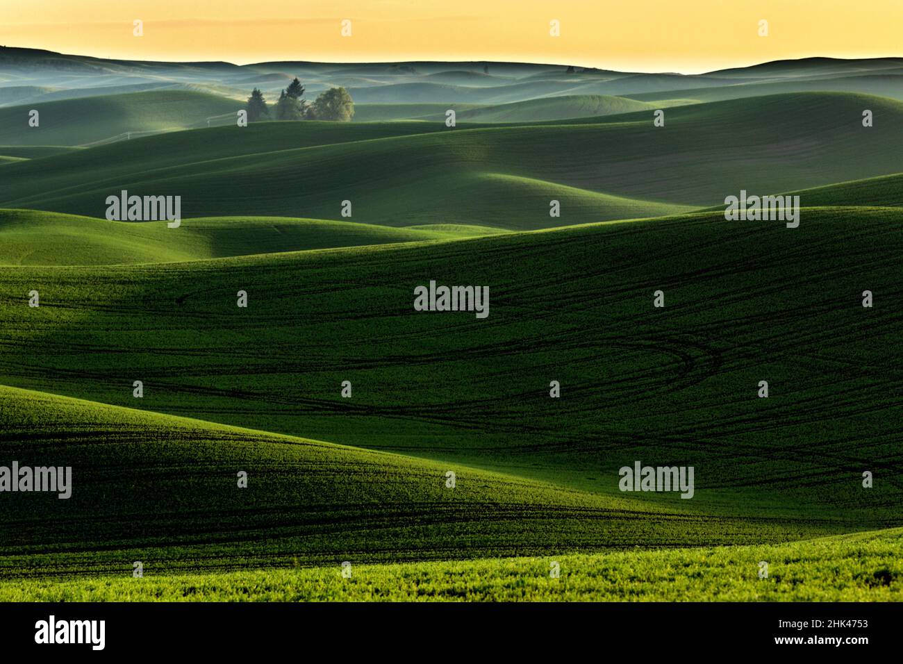 Collines ondoyantes couvertes de blé au coucher du soleil, région de Palouse, dans l'est de l'État de Washington. Banque D'Images