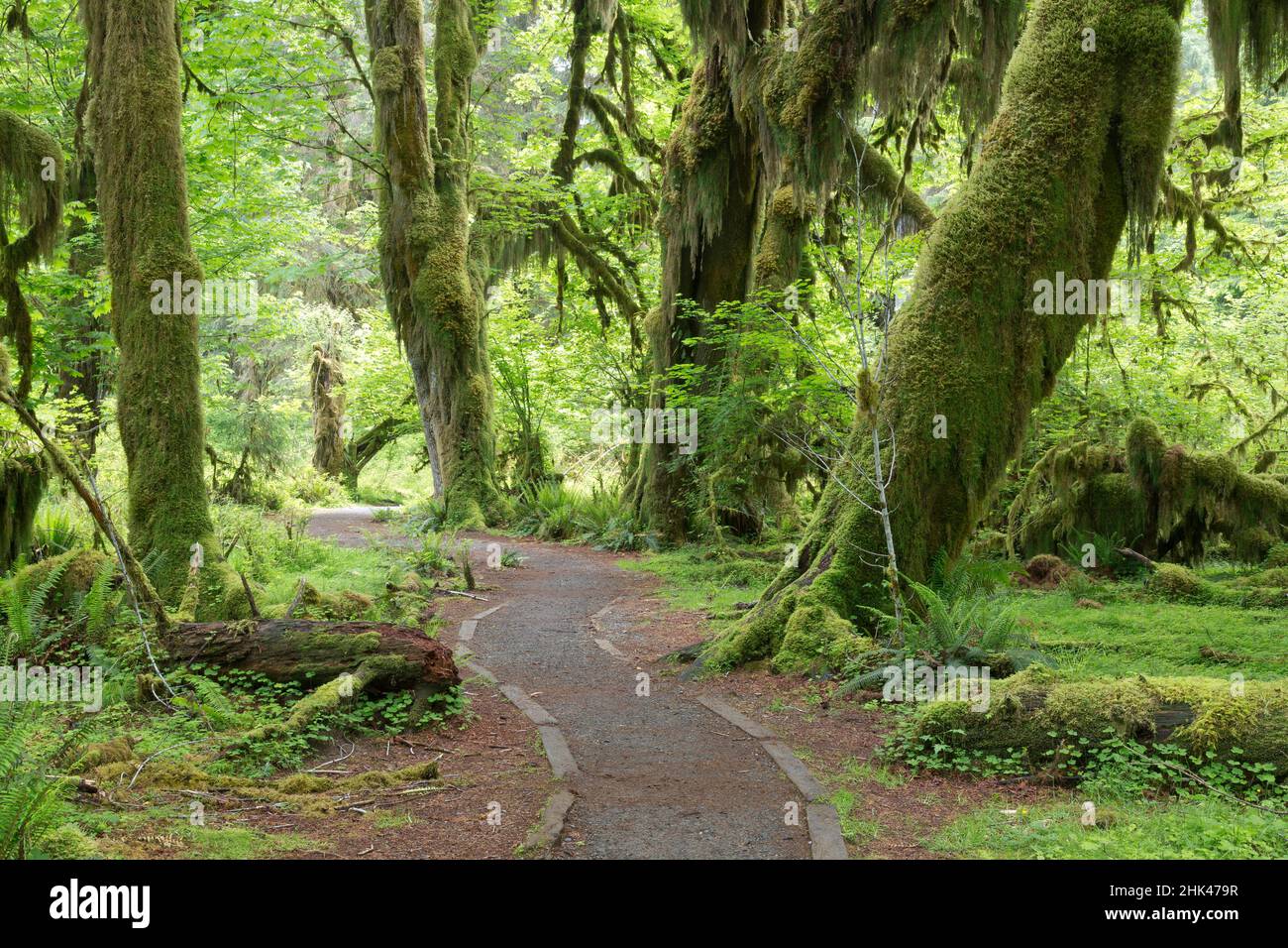 États-Unis, Washington, Parc national olympique. Sentier Hall of Mosses dans la forêt tropicale de Hoh River. Crédit : Don Paulson / Galerie Jaynes / DanitaDelimont.com Banque D'Images