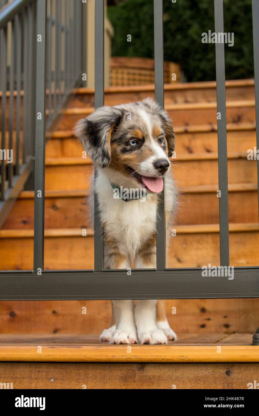 Sammamish, État de Washington, États-Unis. Blue Merle chien de berger australien de trois mois essayant de passer par la main courante sur son nouveau pont. (PR) Banque D'Images
