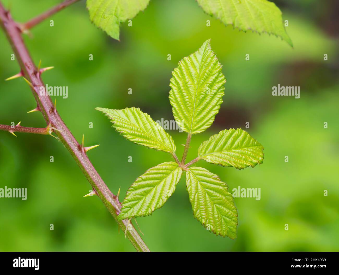 Etat de Washington. blackberry de l'Himalaya Banque D'Images