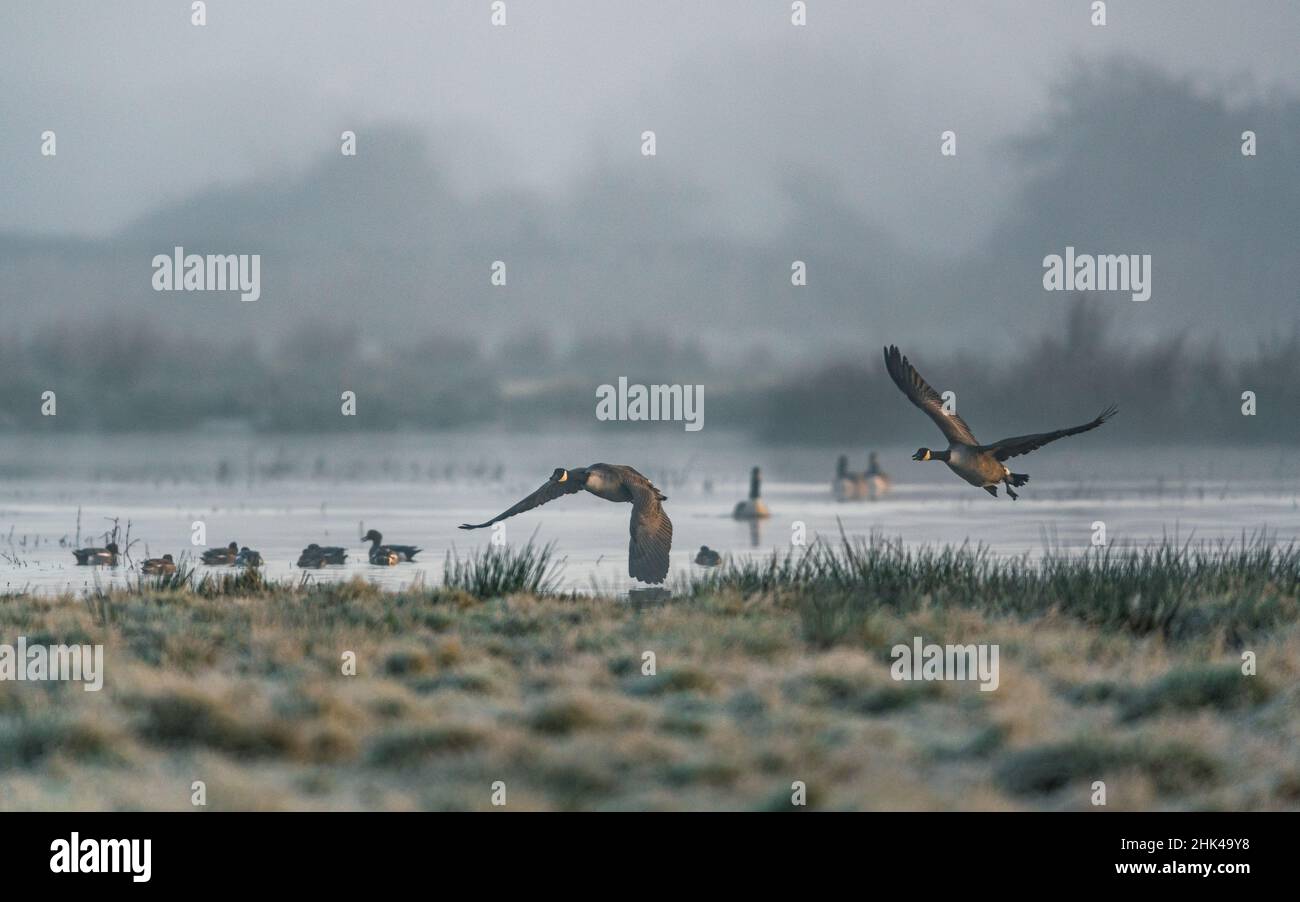 Bernache du Canada, Bernache du Canada, Branta canadensis en vol dans le brouillard au lever du soleil Banque D'Images
