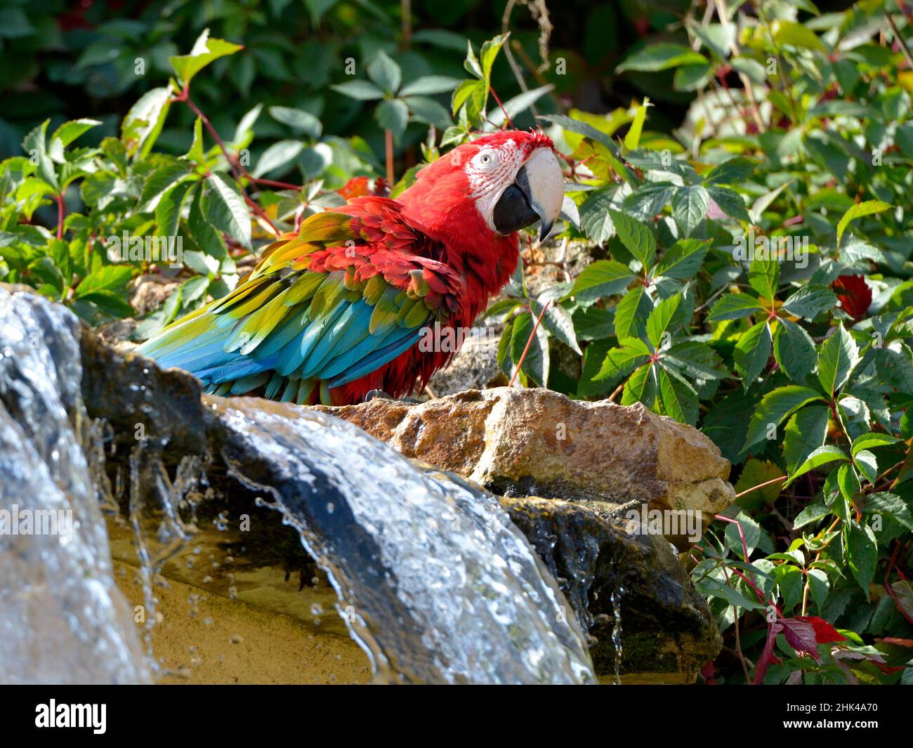 La macaw à ailes vertes (Ara chloroptera) à côté d'une cascade Banque D'Images