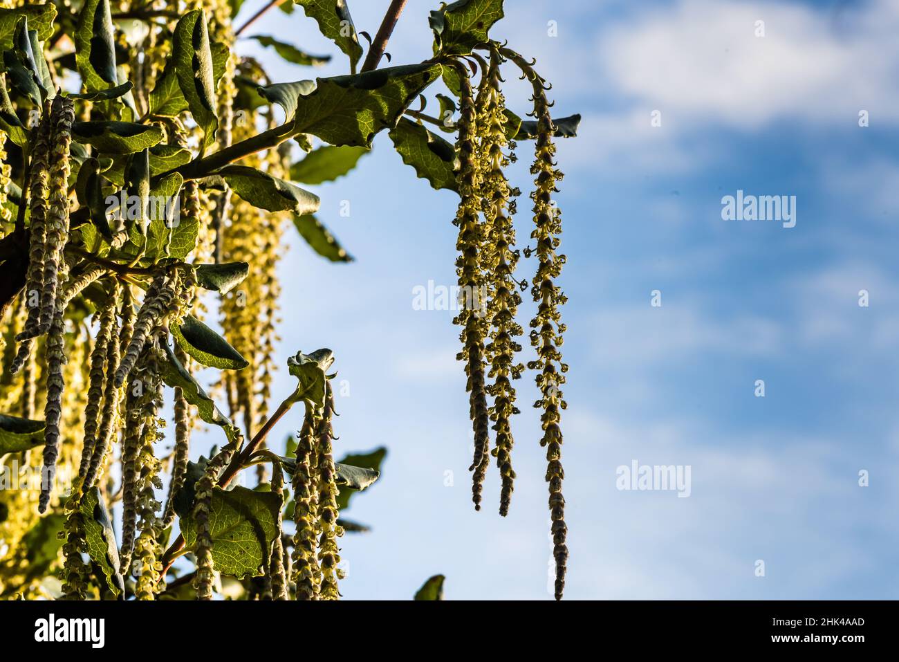 Un Garrya elliptica James Roof ou Silk-Tassel Bush, poussant dans un jardin de campagne. Banque D'Images