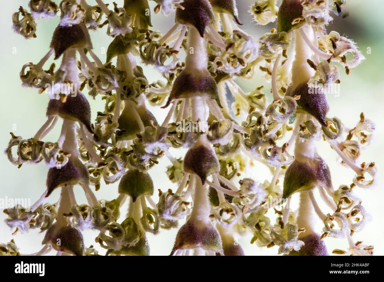 Un Garrya elliptica James Roof ou Silk-Tassel Bush, poussant dans un jardin de campagne. Banque D'Images