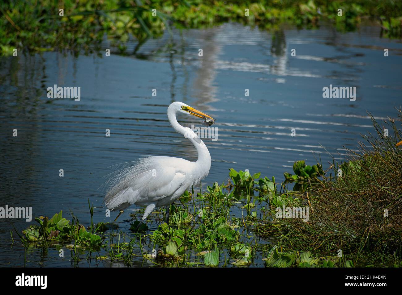 Grande aigrette blanche est de manger du poisson . Banque D'Images