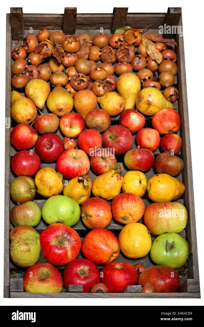 Une boîte en bois contenant un présentoir de fruits. Banque D'Images