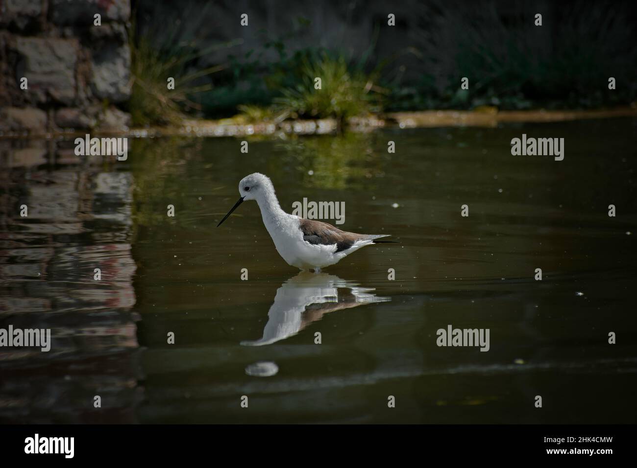 Le Black-winged-stilt trouve des poissons dans le lac . Banque D'Images
