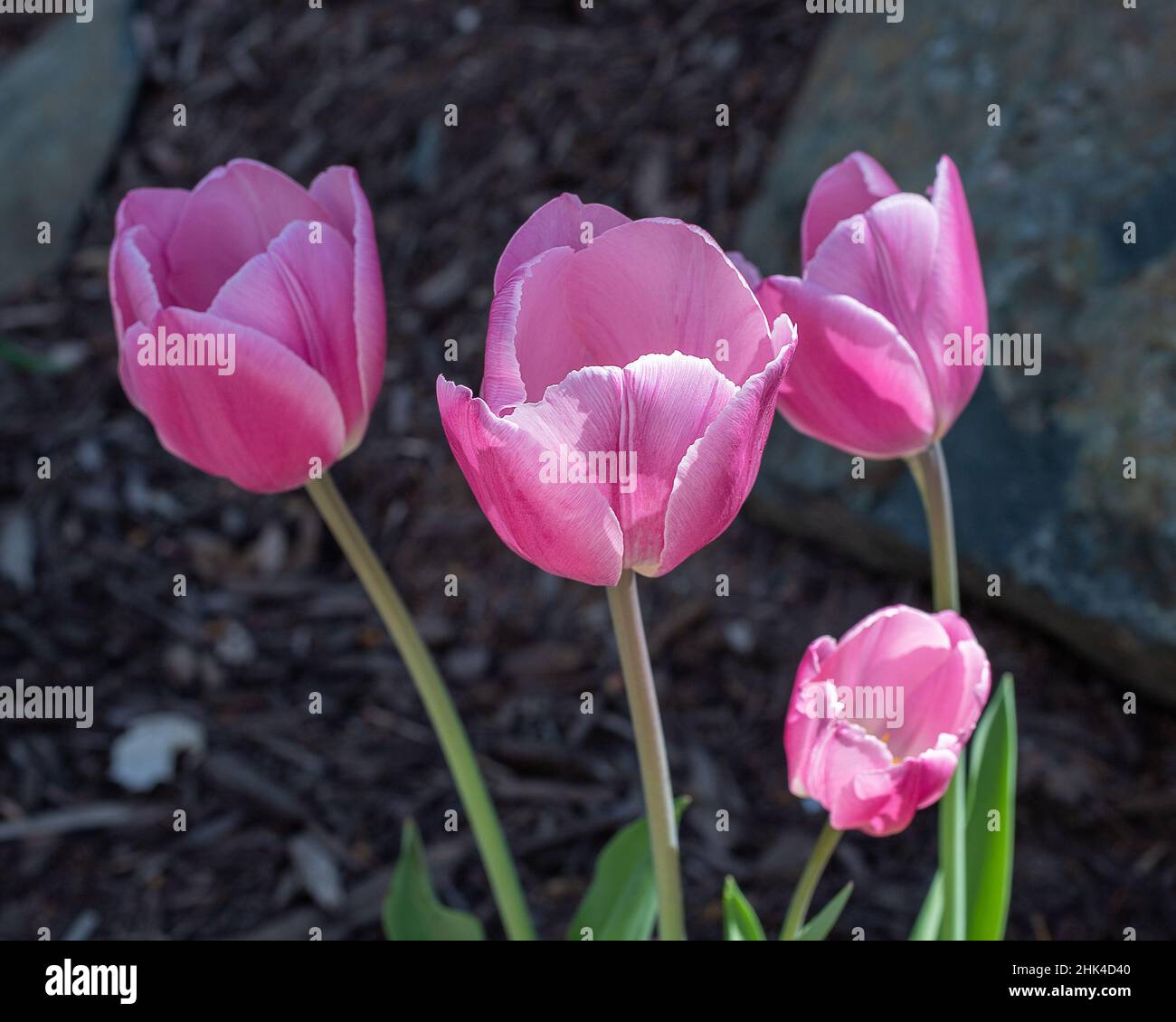 Groupe de quatre tulipes roses dans une belle lumière avec bokeh. Banque D'Images
