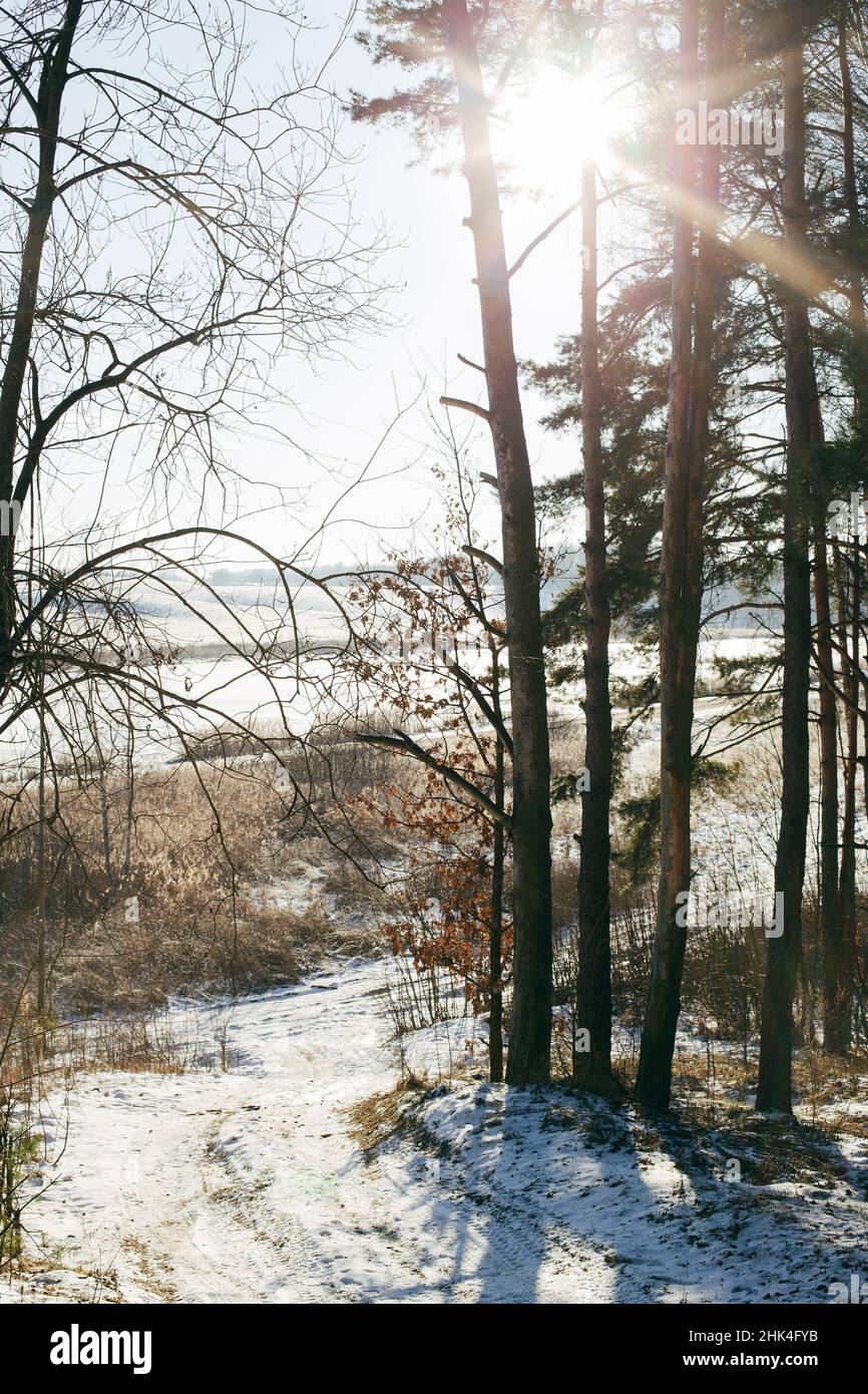 Paysage d'hiver avec une forêt d'épicéa dans la neige. Banque D'Images