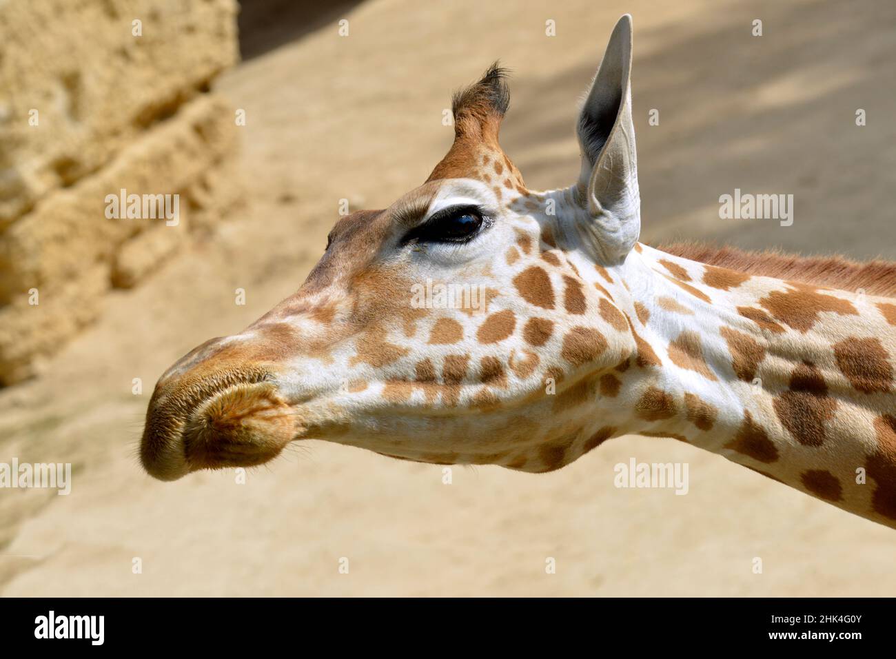 Portrait de la girafe (Giraffa camelopardalis) la tête inclinée à l'horizontale Banque D'Images