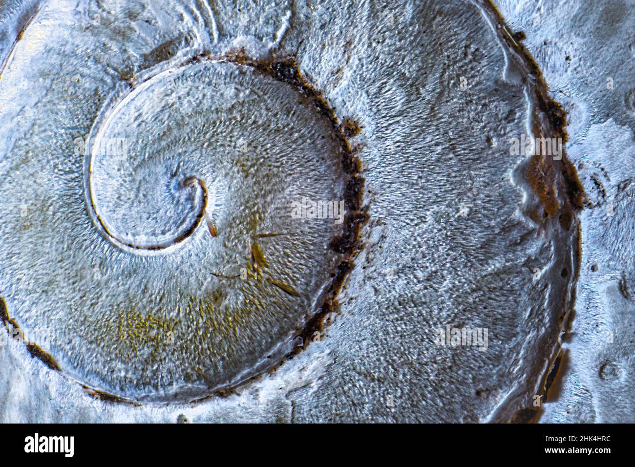 Patter en spirale sur la coquille d'escargot, rapport doré, prise macro Banque D'Images