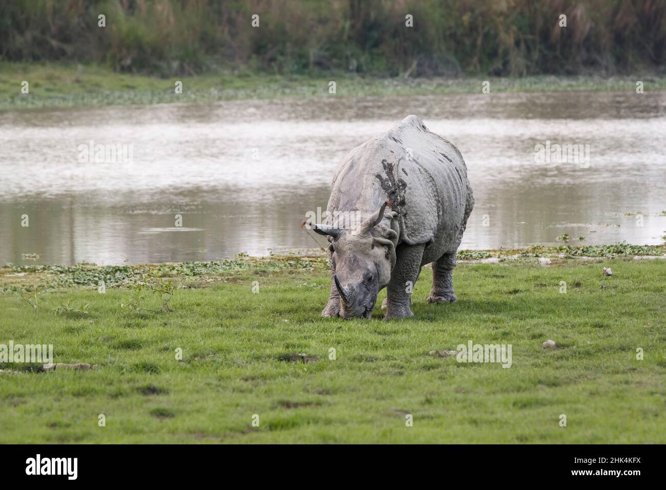 Rhinocéros indien, rhinocéros unicornis, pâturage.Parc national de Kaziranga, Assam, Inde Banque D'Images