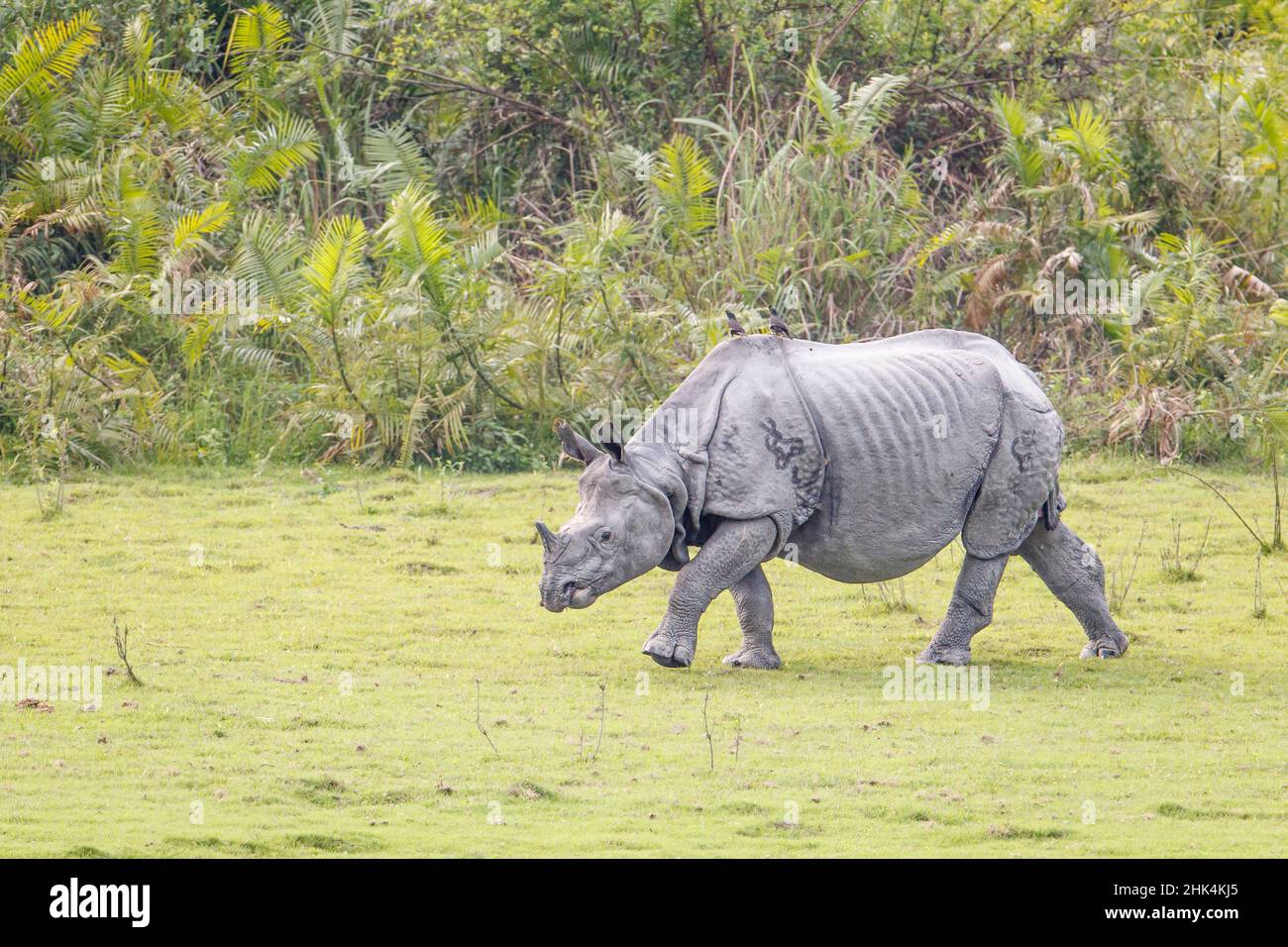 Rhinocéros indien, rhinocéros unicornis, pâturage.Parc national de Kaziranga, Assam, Inde Banque D'Images